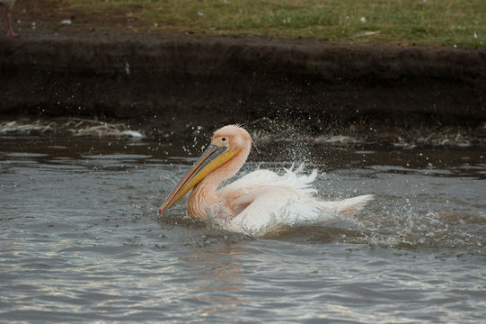 Image of Great White Pelican