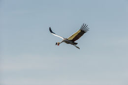 Image of Grey Crowned Crane