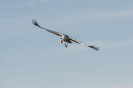 Image of Grey Crowned Crane