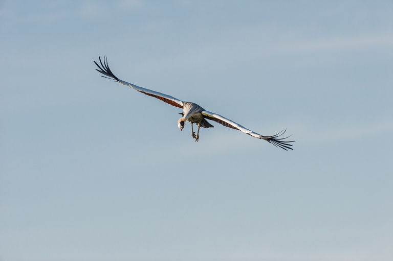 Image of Grey Crowned Crane