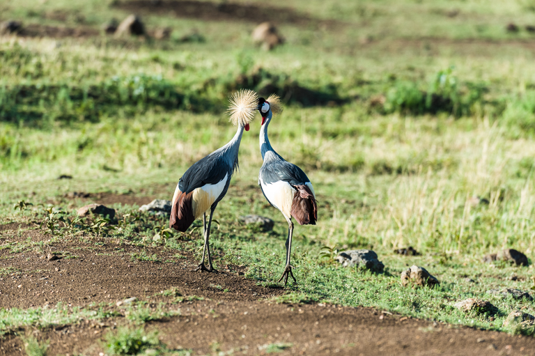 Image of Grey Crowned Crane