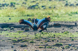 Image of Grey Crowned Crane