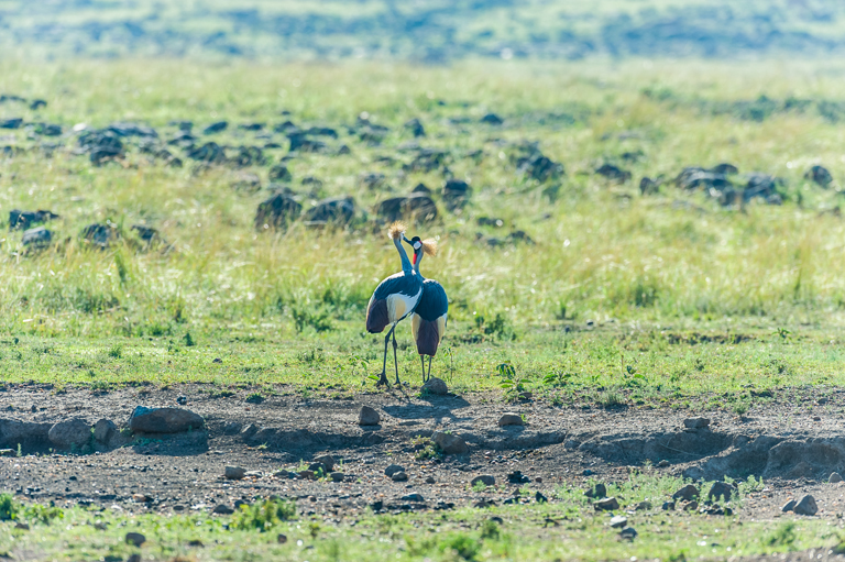 Image of Grey Crowned Crane