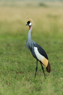 Image of Grey Crowned Crane