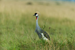 Image of Grey Crowned Crane