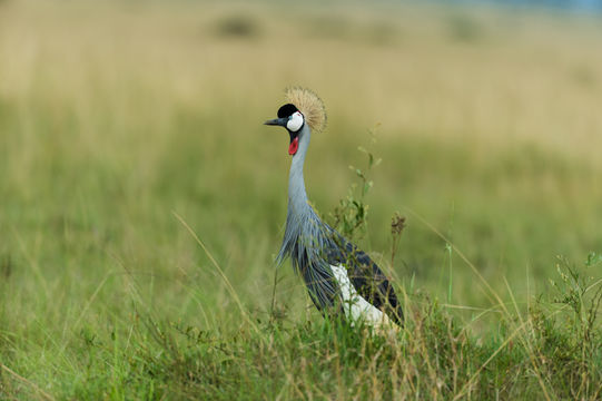 Image of Grey Crowned Crane