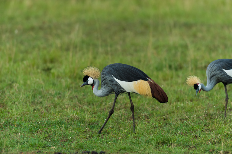 Image of Grey Crowned Crane