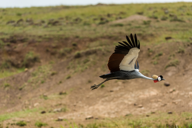 Image of Grey Crowned Crane