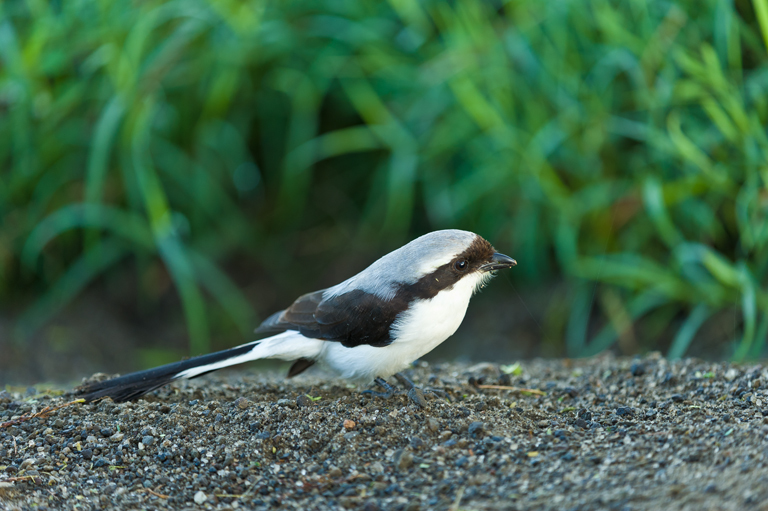 Image of Grey-backed Fiscal