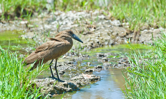 Image of Hamerkop