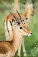 Image de Impala