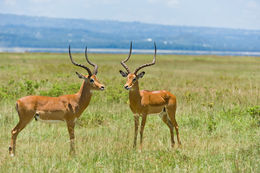 Image de Impala