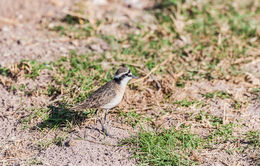 Image of Kittlitz's Plover