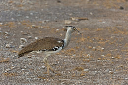 Image of Kori Bustard