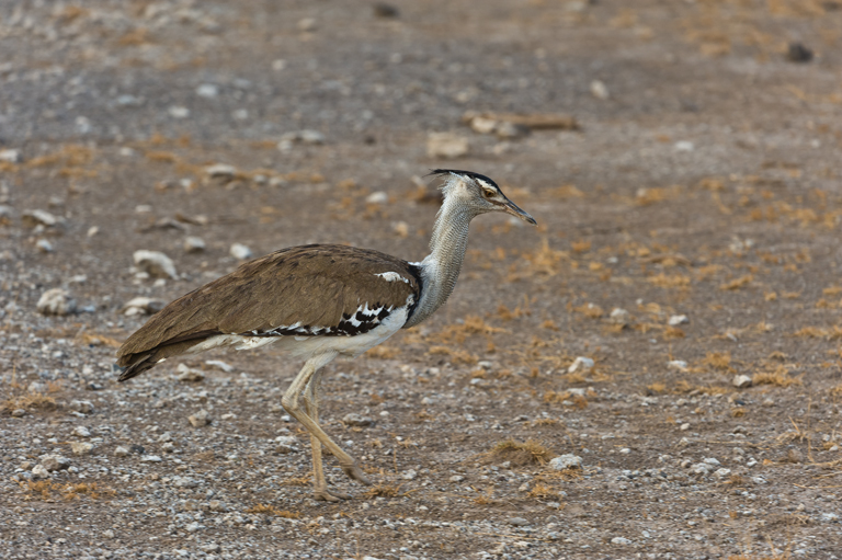 Image of Kori Bustard