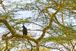 Image of Long-crested Eagle