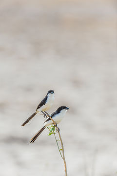 Image of Long-tailed Fiscal