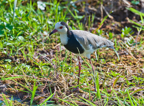 صورة Vanellus crassirostris (Hartlaub 1855)