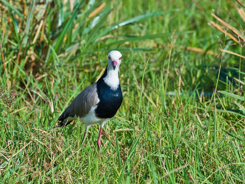 Image of Long-toed Lapwing