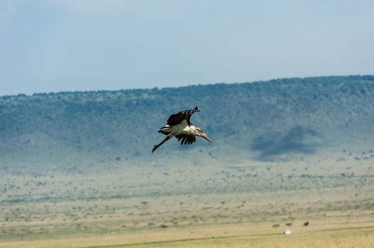 Image of Marabou Stork