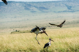 Image of Marabou Stork