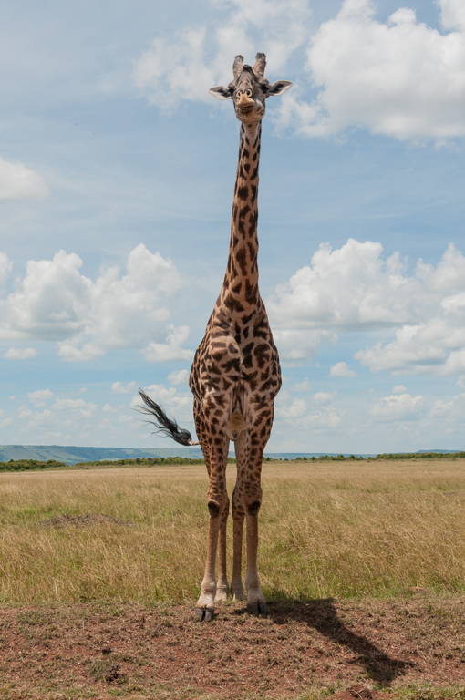 Image of Masai Giraffe