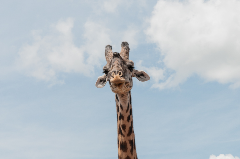 Image of Masai Giraffe