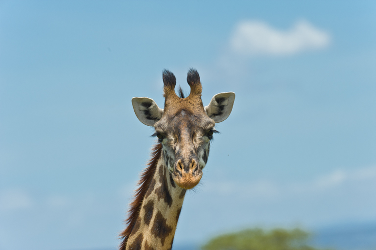 Plancia ëd <i>Giraffa camelopardalis tippelskirchi</i>