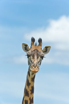 Plancia ëd <i>Giraffa camelopardalis tippelskirchi</i>