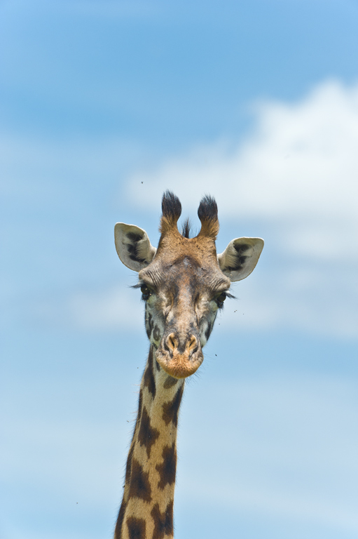 Plancia ëd <i>Giraffa camelopardalis tippelskirchi</i>