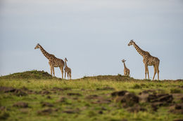 Image of Masai Giraffe