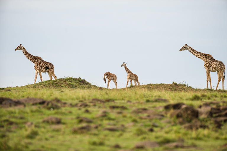 Image of Masai Giraffe