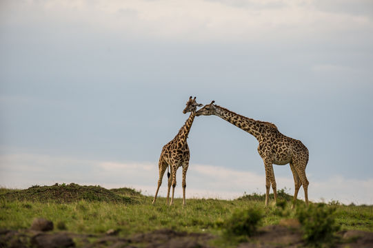 Imagem de <i>Giraffa camelopardalis tippelskirchi</i>