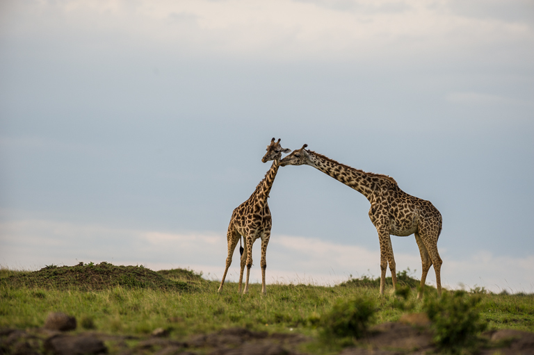 Image of Masai Giraffe