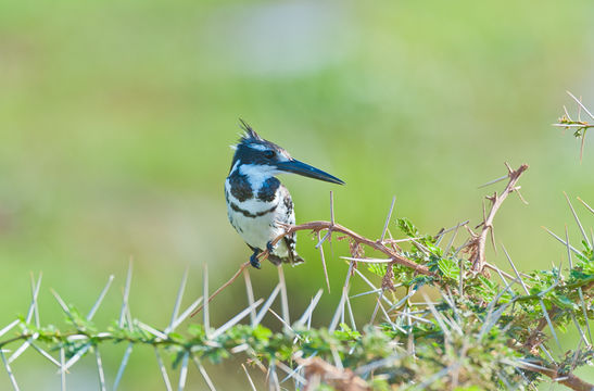 Image de Martin-pêcheur pie