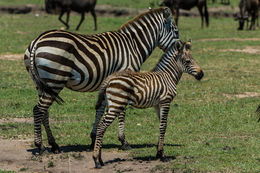 Image of Grant's zebra