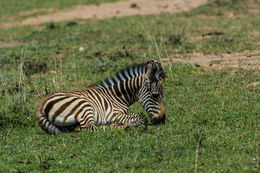 Image of Grant's zebra