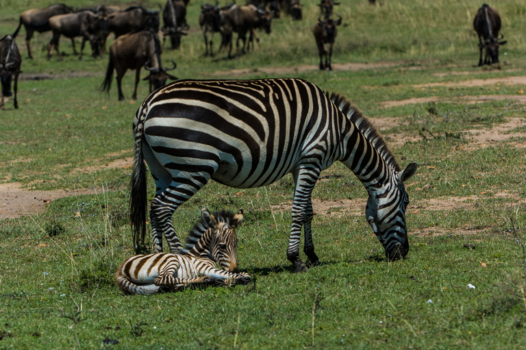 Image of Grant's zebra