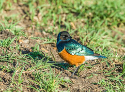 Image of Superb Starling