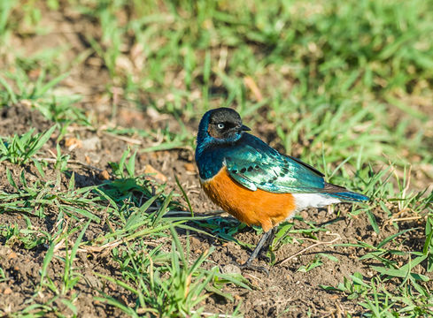 Image of Superb Starling