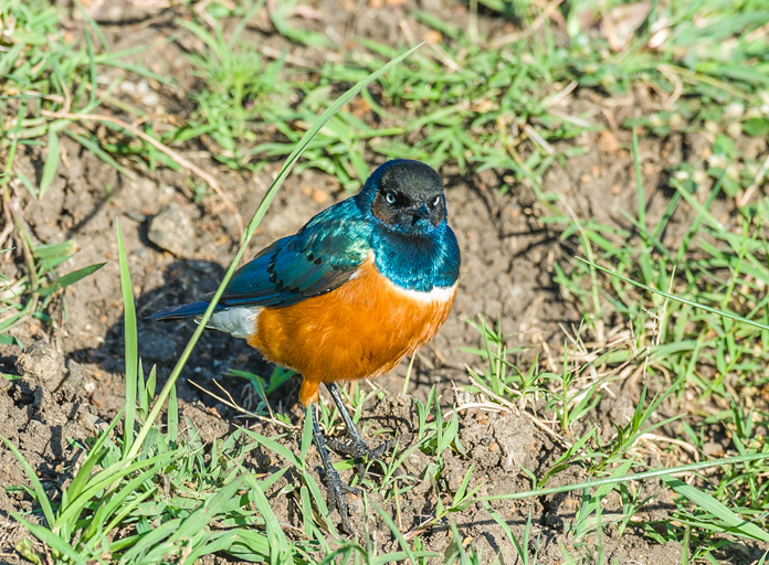 Image of Superb Starling