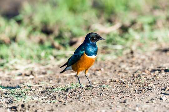 Image of Superb Starling