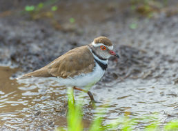 Image of African Three-banded Plover