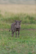 Image of Common Warthog