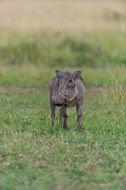 Image of Common Warthog