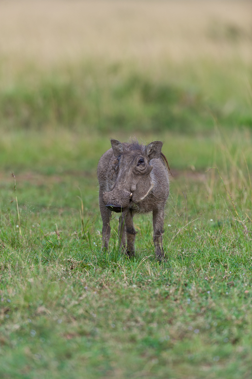 Image of Common Warthog