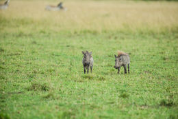 Image of Common Warthog