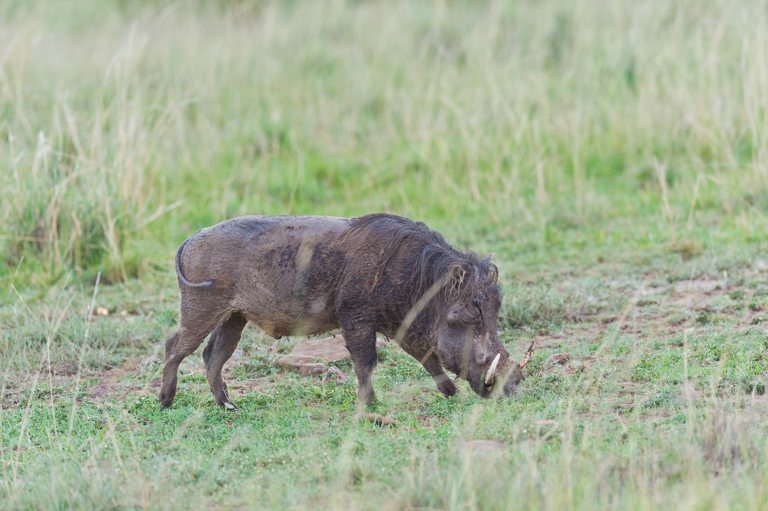 Image of Common Warthog