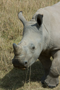 Image of Grass Rhinoceros