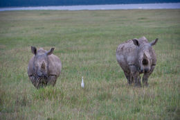 Image de Rhinocéros blanc du Nord